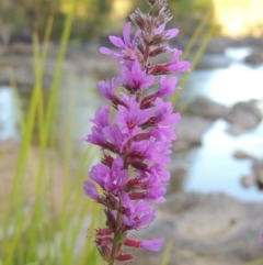 Lythrum salicaria (Purple Loosestrife) at Paddys River, ACT - 7 Mar 2017 by MichaelBedingfield