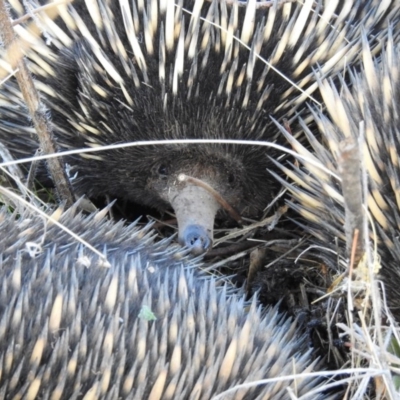 Tachyglossus aculeatus (Short-beaked Echidna) at Mount Majura - 17 Jul 2017 by Qwerty