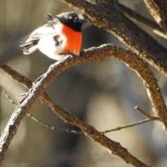 Petroica boodang (Scarlet Robin) at Canberra Central, ACT - 18 Jul 2017 by Qwerty