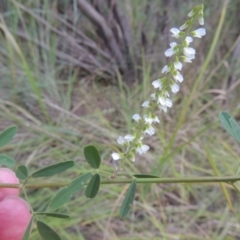 Melilotus albus (Bokhara Clover) at Paddys River, ACT - 7 Mar 2017 by MichaelBedingfield