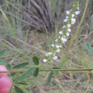 Melilotus albus at Paddys River, ACT - 7 Mar 2017 07:30 PM