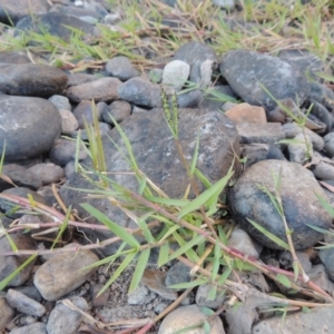 Paspalum distichum at Paddys River, ACT - 7 Mar 2017 07:34 PM