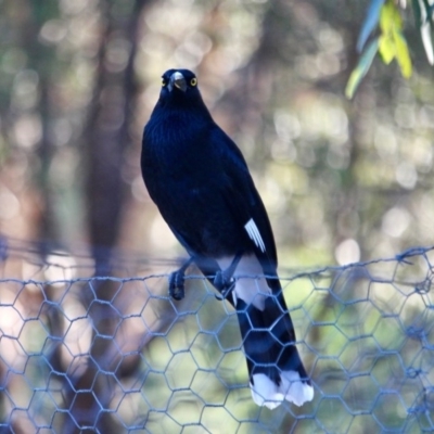 Strepera graculina (Pied Currawong) at Yellow Pinch, NSW - 11 Jul 2017 by RossMannell