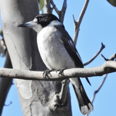 Cracticus torquatus (Grey Butcherbird) at Paddys River, ACT - 17 Jul 2017 by JohnBundock