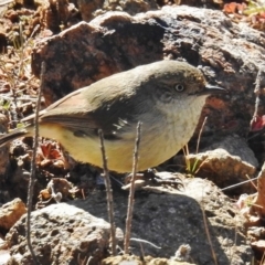 Acanthiza reguloides (Buff-rumped Thornbill) at Lower Cotter Catchment - 21 Jul 2017 by JohnBundock