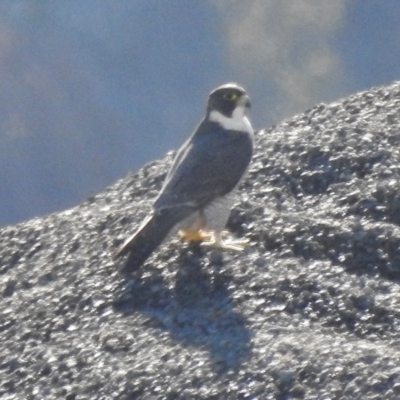 Falco peregrinus (Peregrine Falcon) at Lower Cotter Catchment - 21 Jul 2017 by JohnBundock