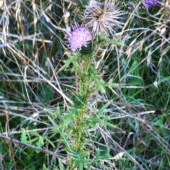 Cirsium vulgare (Spear Thistle) at Hughes, ACT - 20 Jul 2017 by ruthkerruish