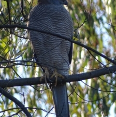 Accipiter fasciatus (Brown Goshawk) at Red Hill, ACT - 21 Jul 2017 by roymcd