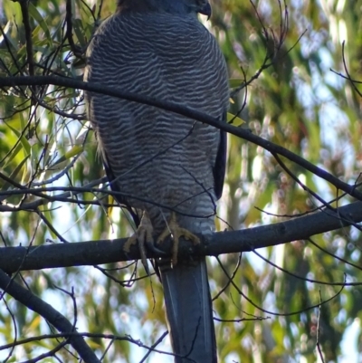 Tachyspiza fasciata (Brown Goshawk) at Red Hill, ACT - 21 Jul 2017 by roymcd