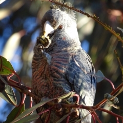 Callocephalon fimbriatum (Gang-gang Cockatoo) at Red Hill, ACT - 21 Jul 2017 by roymcd