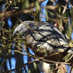 Callocephalon fimbriatum at Red Hill, ACT - 21 Jul 2017