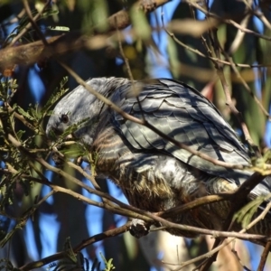 Callocephalon fimbriatum at Red Hill, ACT - 21 Jul 2017