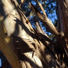 Eucalyptus globulus subsp. bicostata at Red Hill, ACT - 21 Jul 2017 05:10 PM