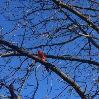 Alisterus scapularis (Australian King-Parrot) at Reid, ACT - 21 Jul 2017 by JanetRussell