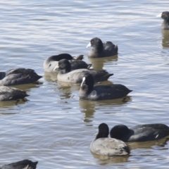 Fulica atra (Eurasian Coot) at Kingston, ACT - 21 Jul 2017 by AlisonMilton