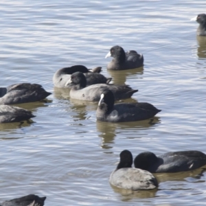 Fulica atra at Kingston, ACT - 21 Jul 2017 10:33 AM