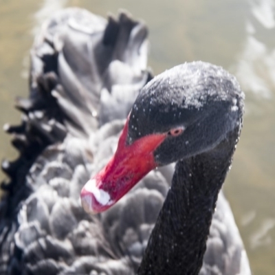 Cygnus atratus (Black Swan) at Lake Burley Griffin Central/East - 21 Jul 2017 by AlisonMilton