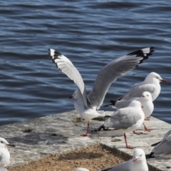 Chroicocephalus novaehollandiae (Silver Gull) at Lake Burley Griffin Central/East - 21 Jul 2017 by Alison Milton