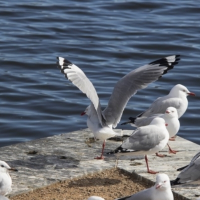 Chroicocephalus novaehollandiae (Silver Gull) at Kingston, ACT - 21 Jul 2017 by Alison Milton