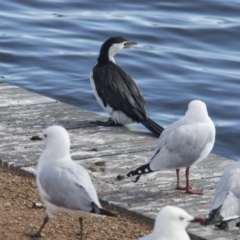 Microcarbo melanoleucos (Little Pied Cormorant) at Lake Burley Griffin Central/East - 21 Jul 2017 by Alison Milton