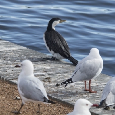 Microcarbo melanoleucos (Little Pied Cormorant) at Lake Burley Griffin Central/East - 21 Jul 2017 by Alison Milton