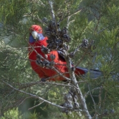 Platycercus elegans (Crimson Rosella) at Kingston, ACT - 21 Jul 2017 by Alison Milton