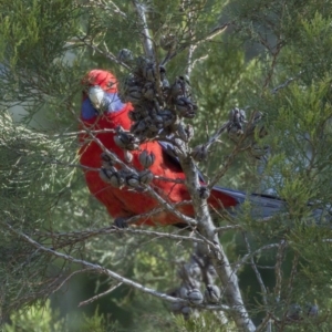 Platycercus elegans at Kingston, ACT - 21 Jul 2017 11:58 AM