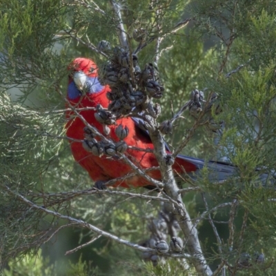 Platycercus elegans (Crimson Rosella) at Kingston, ACT - 21 Jul 2017 by AlisonMilton