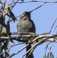 Caligavis chrysops (Yellow-faced Honeyeater) at Kingston, ACT - 21 Jul 2017 by AlisonMilton