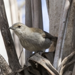 Colluricincla harmonica (Grey Shrikethrush) at Kingston, ACT - 21 Jul 2017 by Alison Milton