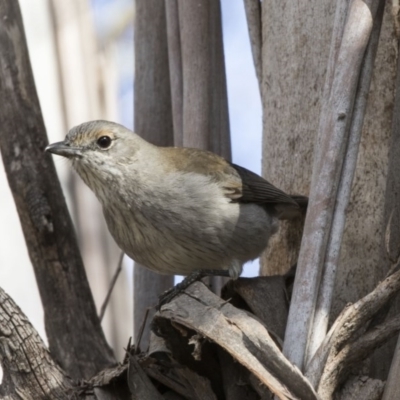 Colluricincla harmonica (Grey Shrikethrush) at Kingston, ACT - 21 Jul 2017 by AlisonMilton