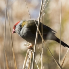 Neochmia temporalis (Red-browed Finch) at Kingston, ACT - 21 Jul 2017 by Alison Milton