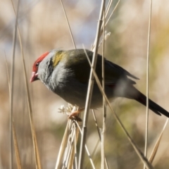 Neochmia temporalis (Red-browed Finch) at Kingston, ACT - 21 Jul 2017 by AlisonMilton