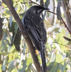 Anthochaera carunculata at Kingston, ACT - 21 Jul 2017