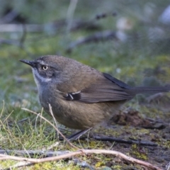 Sericornis frontalis (White-browed Scrubwren) at Fyshwick, ACT - 21 Jul 2017 by Alison Milton