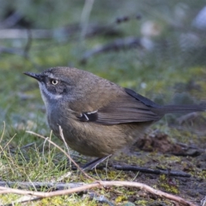 Sericornis frontalis at Fyshwick, ACT - 21 Jul 2017