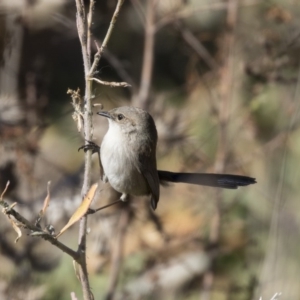 Malurus cyaneus at Fyshwick, ACT - 21 Jul 2017