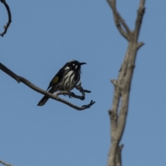 Phylidonyris novaehollandiae (New Holland Honeyeater) at Fyshwick, ACT - 21 Jul 2017 by AlisonMilton