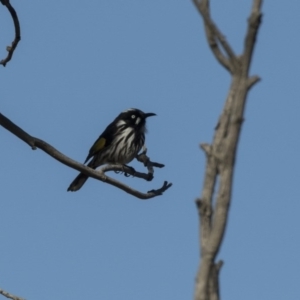 Phylidonyris novaehollandiae at Fyshwick, ACT - 21 Jul 2017 12:49 PM