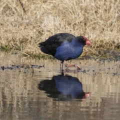 Porphyrio melanotus (Australasian Swamphen) at Fyshwick, ACT - 21 Jul 2017 by AlisonMilton