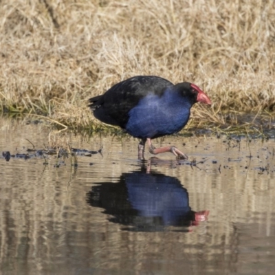 Porphyrio melanotus (Australasian Swamphen) at Fyshwick, ACT - 21 Jul 2017 by AlisonMilton