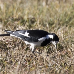 Grallina cyanoleuca at Fyshwick, ACT - 21 Jul 2017 01:27 PM