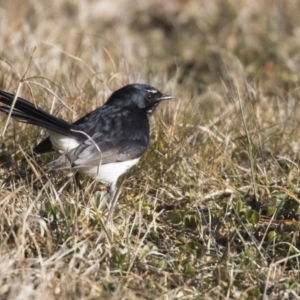 Rhipidura leucophrys at Fyshwick, ACT - 21 Jul 2017