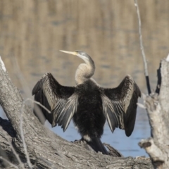 Anhinga novaehollandiae (Australasian Darter) at Fyshwick, ACT - 21 Jul 2017 by AlisonMilton