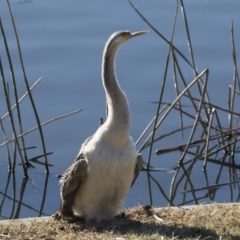 Anhinga novaehollandiae (Australasian Darter) at Lake Burley Griffin Central/East - 21 Jul 2017 by Alison Milton