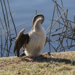 Anhinga novaehollandiae at Kingston, ACT - 21 Jul 2017 02:25 PM