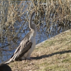 Anhinga novaehollandiae at Kingston, ACT - 21 Jul 2017 02:25 PM