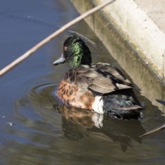 Anas castanea (Chestnut Teal) at Kingston, ACT - 21 Jul 2017 by AlisonMilton