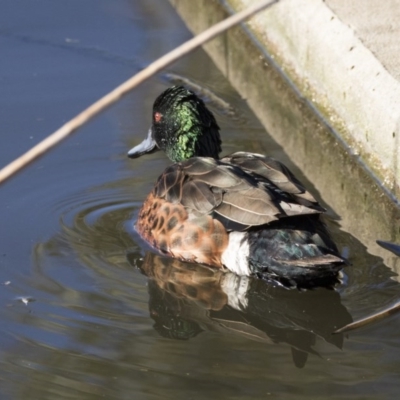 Anas castanea (Chestnut Teal) at Lake Burley Griffin Central/East - 21 Jul 2017 by AlisonMilton