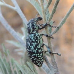 Chrysolopus spectabilis (Botany Bay Weevil) at Paddys River, ACT - 7 Mar 2017 by MichaelBedingfield